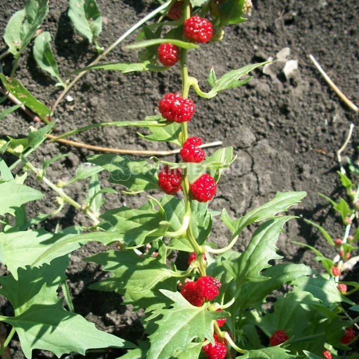 Epinard-fraise, Chenopodium capitatum image